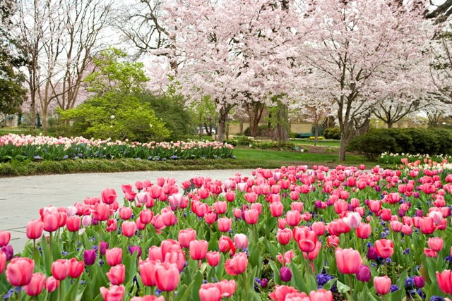 dallas-arboretum-dallas-blooms Dallas Blooms - Dallas Arboretum