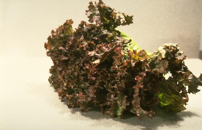 red leaf lettuce