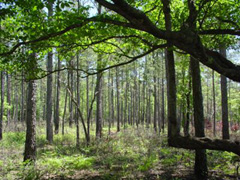 big_thicket_fmt