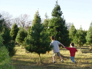 Christmas Tree Farms