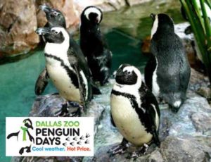 Penguin Days - Dallas Zoo - North Texas Kids Magazine